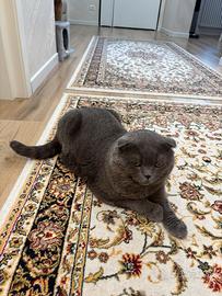 Gattini scottish