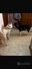 Husky