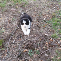 Cuccioli di border collie