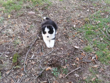 Cuccioli di border collie
