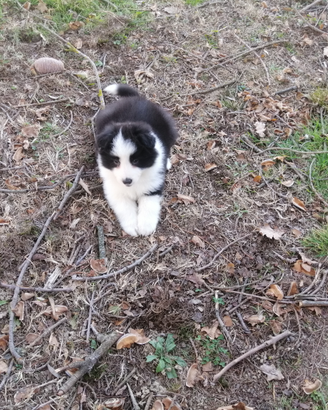 Cuccioli di border collie