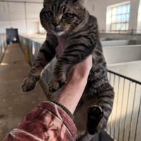 Gattino maschietto (incrocio bengala x certosino)