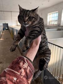 Gattino maschietto (incrocio bengala x certosino)