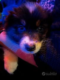 Cuccioli pastore australiano
