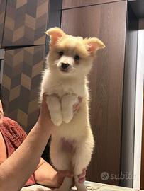 Cuccioli di Border Collie