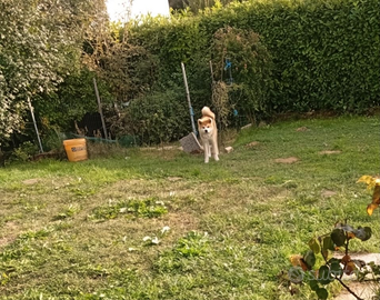 Cucciolona di Akita