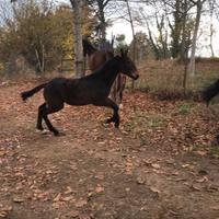 Puledri maremmani ANAM certificati