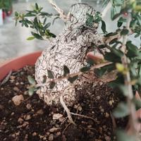 Olivastro shohin