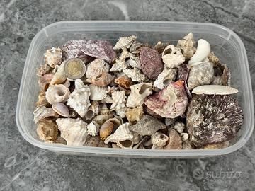 Kit decorazioni del mare