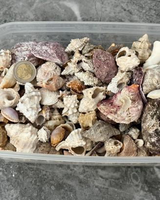 Kit decorazioni del mare