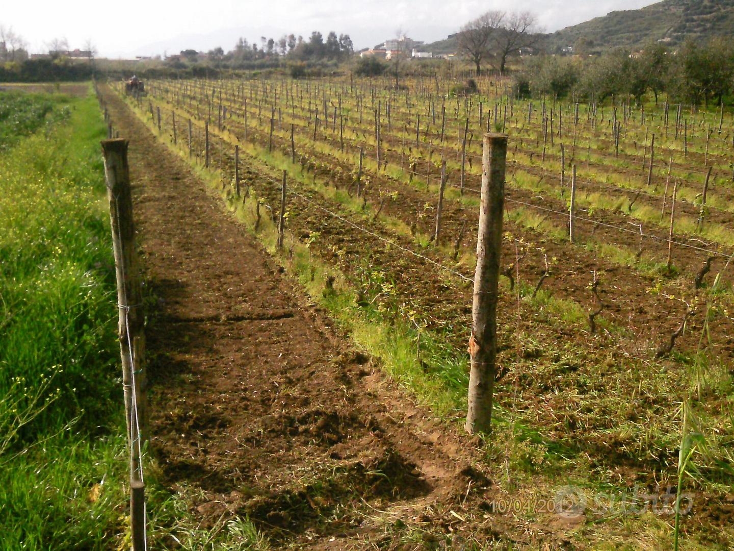 Terreno agricolo con vigneto - Vista 5