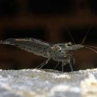 LOTTO 10 X CARIDINA MULTIDENTATA AMANO - JAPONICA