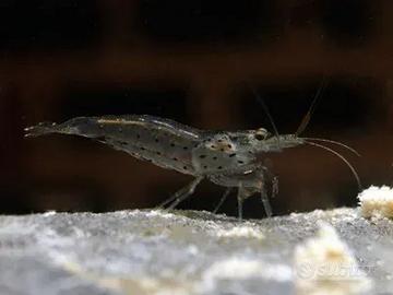 LOTTO 10 X CARIDINA MULTIDENTATA AMANO - JAPONICA