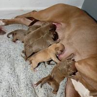 Cuccioli american pitbull terrier con pedigree