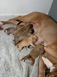 Cuccioli american pitbull terrier con pedigree