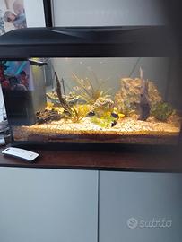 Acquario