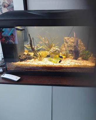 Acquario