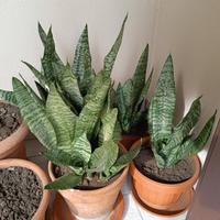 Sansevieria lingua di suocera