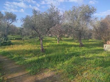 Terreno zona San Camillo