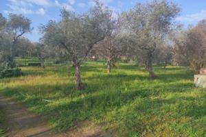 Terreno zona San Camillo