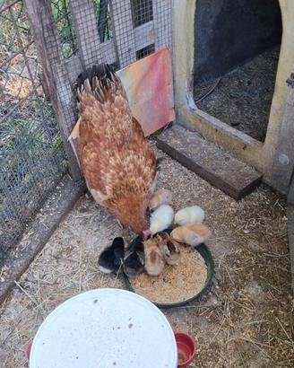 Galline che covano