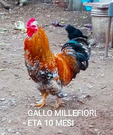 Stupendo Gallo giovane Millefiori