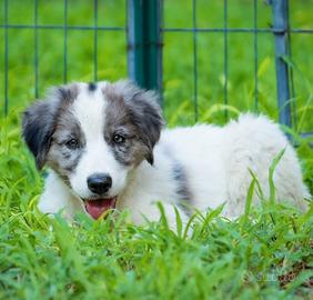 Cuccioli blue merle 2 mesi