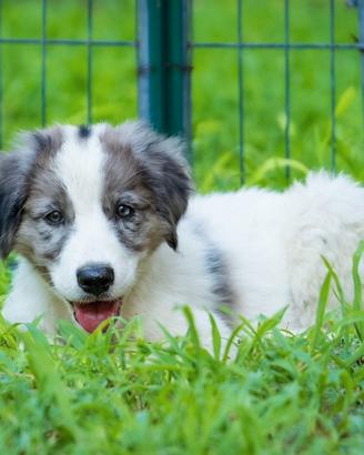 Cuccioli blue merle 2 mesi
