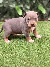 American pitbull terrier tricolore
