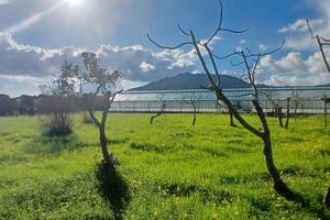 Terreno a Pula 