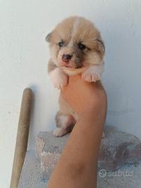 Welsh Corgi Pembroke, pedigree Enci