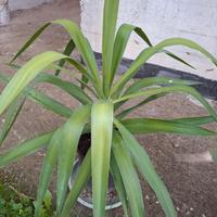 pianta di yucca
