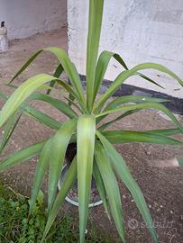pianta di yucca