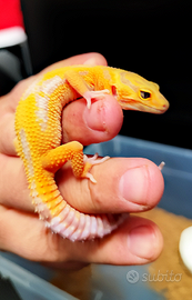 Geco leopardino femmina