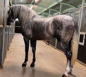 Cavallo Andaluso