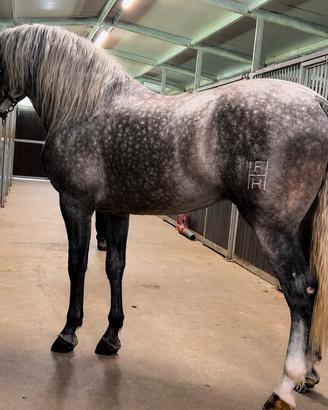 Cavallo Andaluso