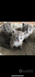 Gatto siberiano blue