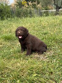 Cucciolo Labrador Retriver