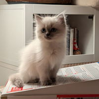 Cucciola Ragdoll