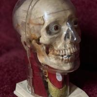 modellismo anatomico RENWAL u.s.a. anni 50/60