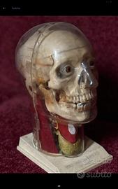 modellismo anatomico RENWAL u.s.a. anni 50/60