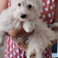 Cucciolo di maltese