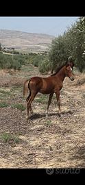 Puledra