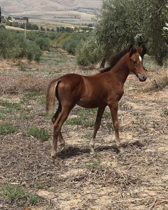 Puledra