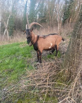 Caprone maschio di 4 anni