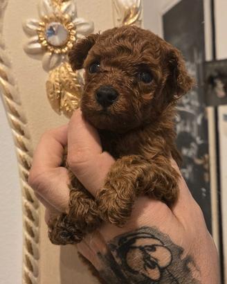 Cucciolo barboncino minitoy