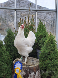 Galline e galli langshan croad