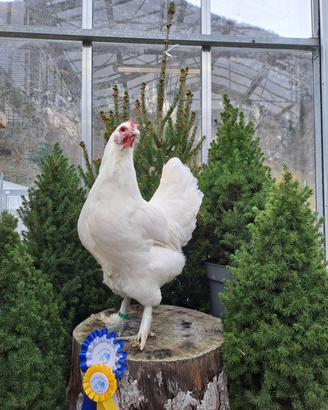 Galline e galli langshan croad