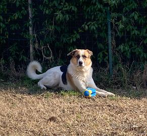 Klaus - cane in adozione