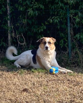 Klaus - cane in adozione